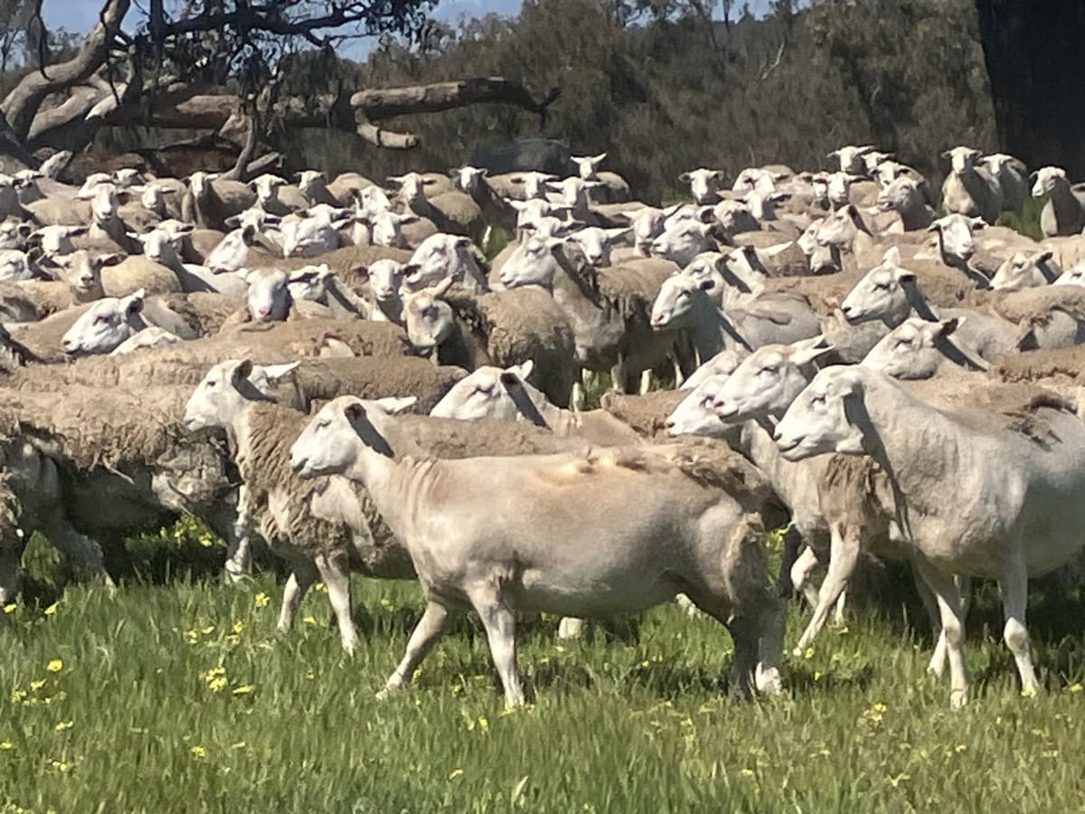 Highly Fertile Kojak / Ultra White Ewes, Ready to Join, Kojonup WA - Agora Livestock listing 2YXI3O