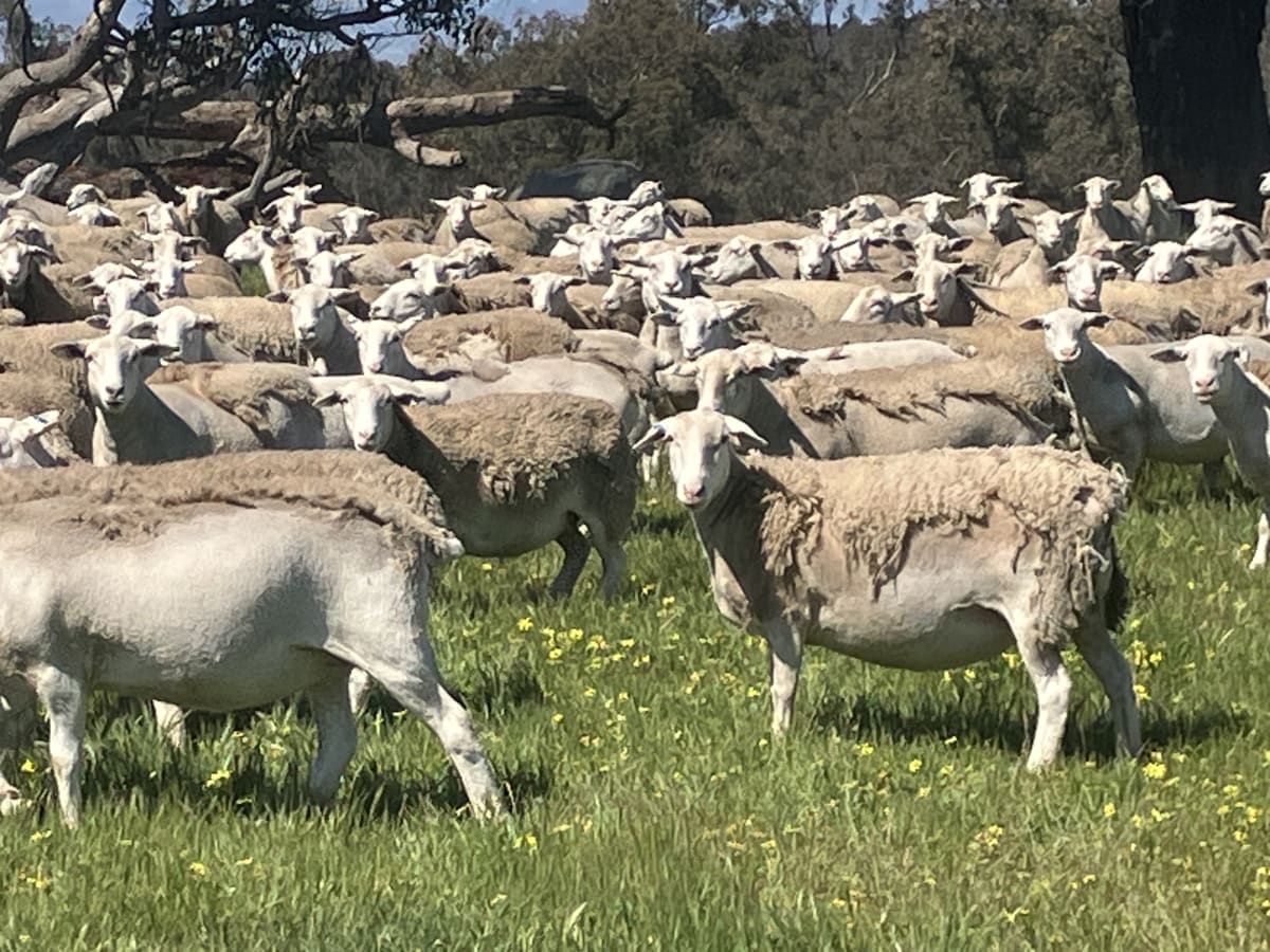 Highly Fertile Kojak / Ultra White Ewes, Ready to Join, Kojonup WA - Agora Livestock listing 2YXI3O