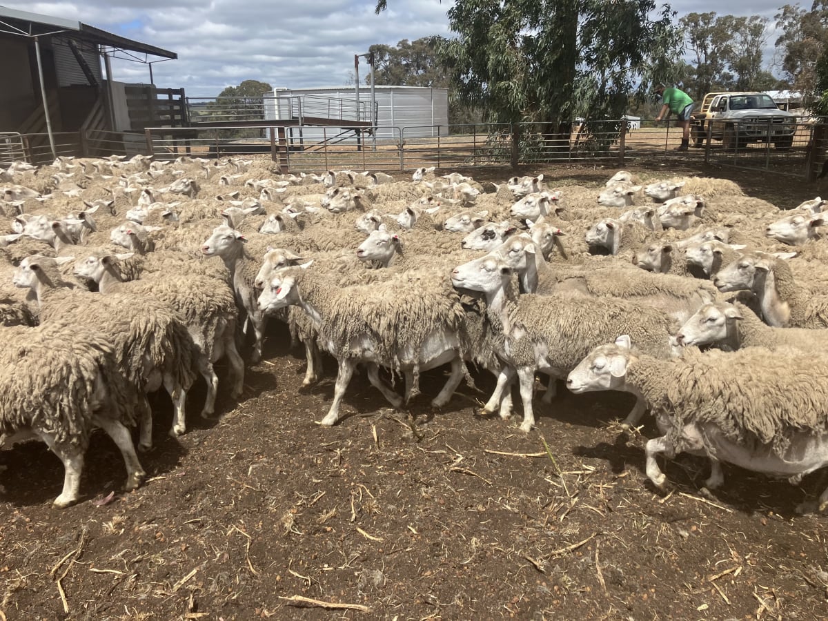 550 Purebred Kojak / Ultra White Breeding Ewes, Kojonup WA - Agora Livestock listing WWPIPE