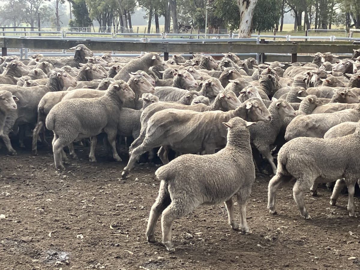 Sappy XBL Feeder Lambs with Shape, Curfewed & Weighed, Kojonup WA - Agora Livestock listing QVPIRK