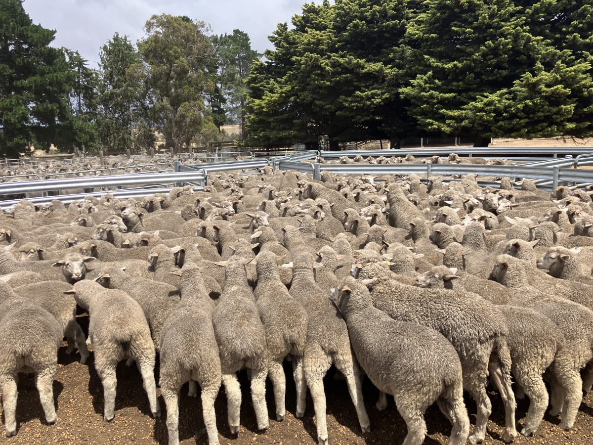 1400 White Suffolk XBL Lambs, Jetted & Fit to Load, Kojonup WA - Agora Livestock listing QVPIDK