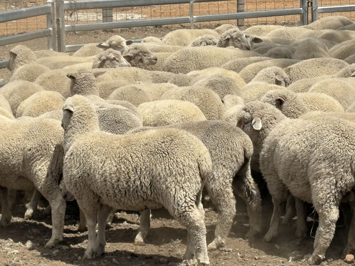 XB Lambs, ave 33.5kg, drenched & jetted, Kojonup WA - Agora Livestock listing 1N0ILQ