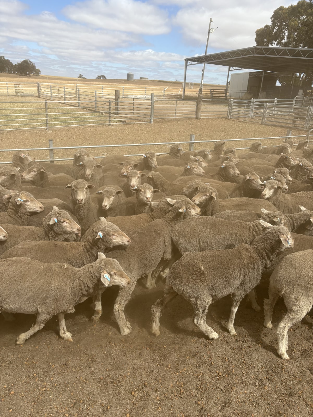 1.5YO Merino Ewes, 18 Micron Sunny Valley Bloodlines, Kojonup WA - Agora Livestock listing K2PC40