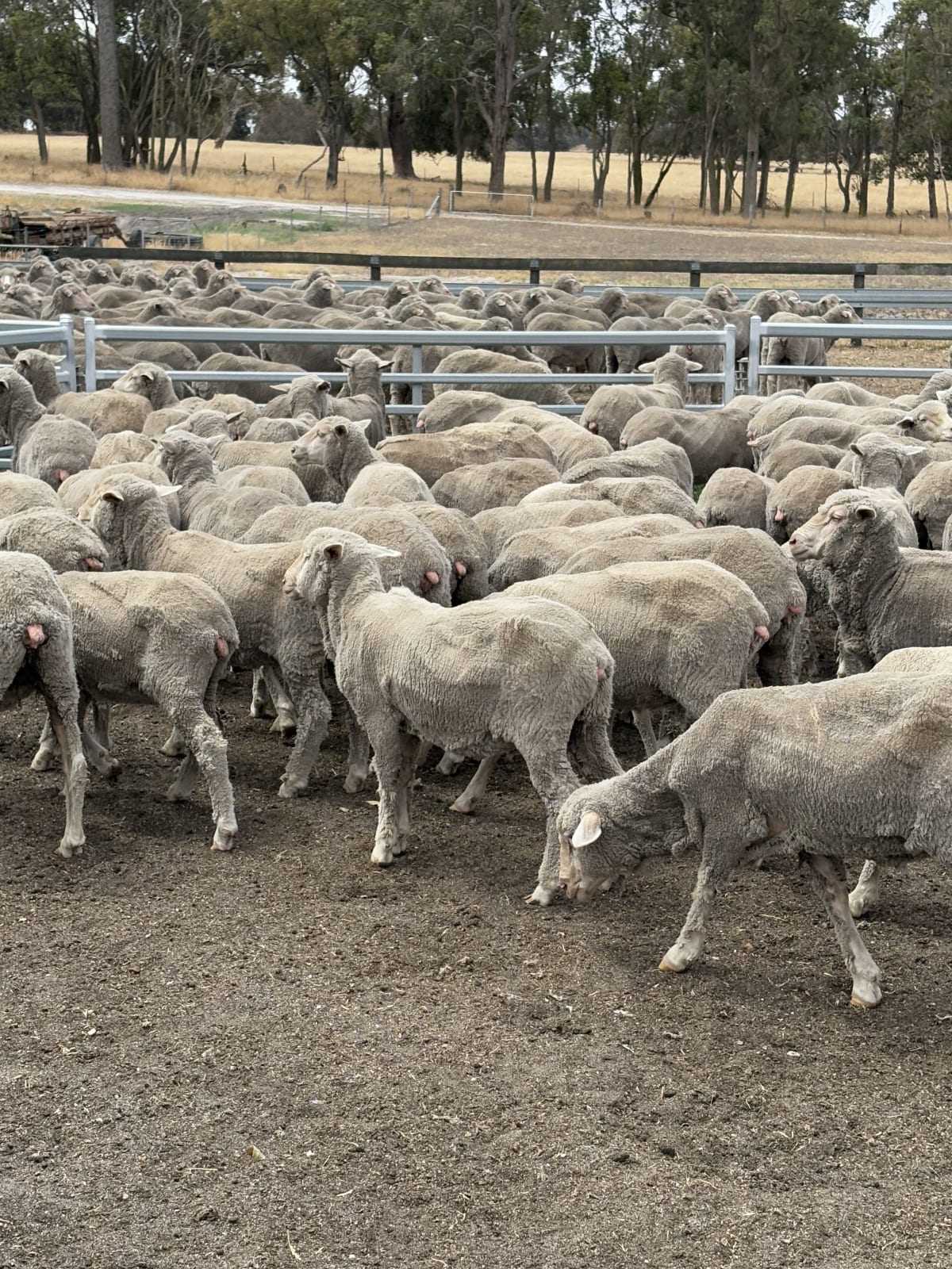 90 Purebred Merino Ewe Hoggets, Wattledale Bloodline, Kojonup WA - Agora Livestock listing 2YXIQQ3