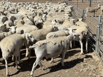 250 Purebred Kojack Ewe Lambs, Ready for the Ram, Kojonup WA - Agora Livestock listing NDPI2E1