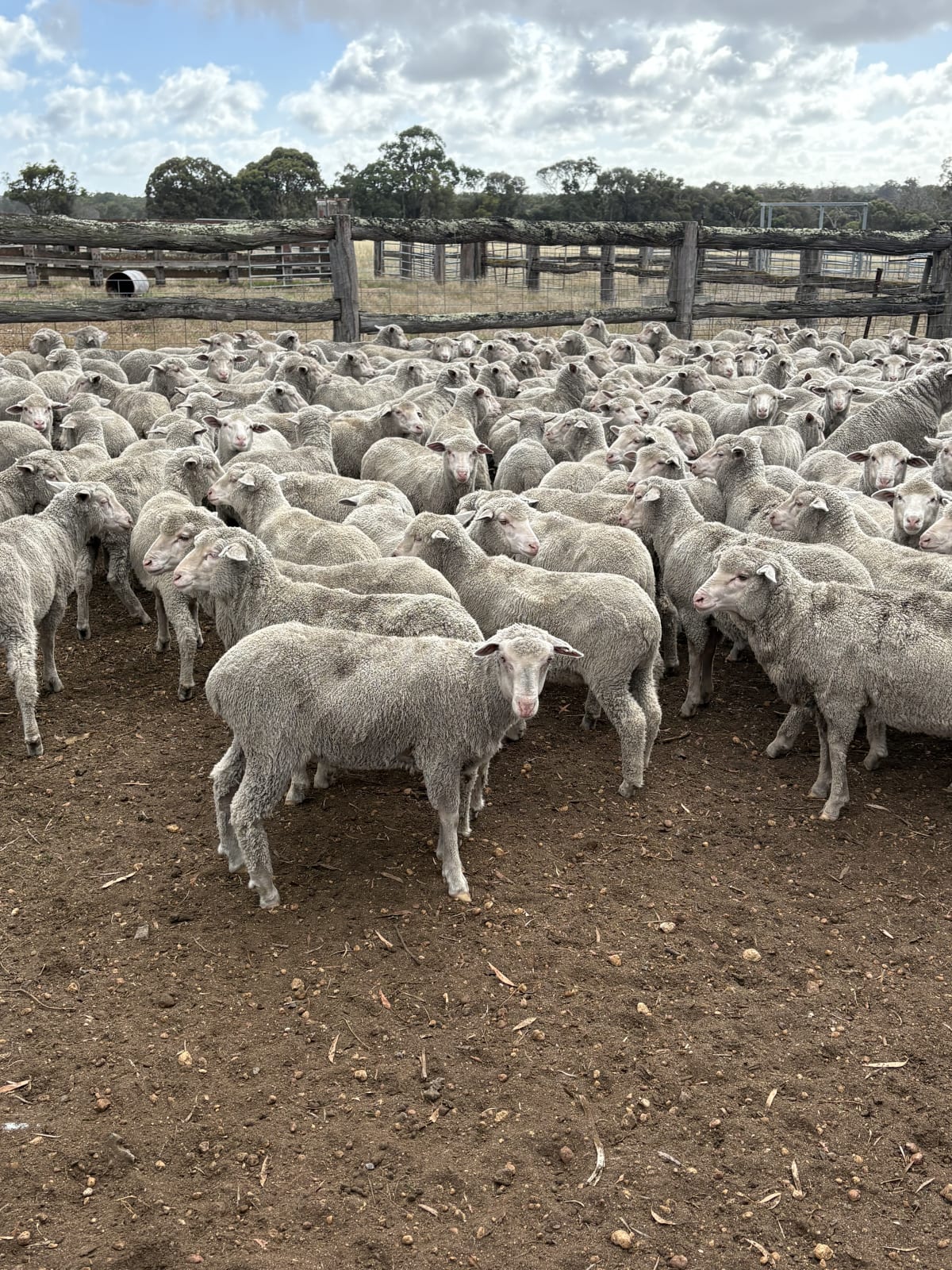 612 Purebred Merino Tech Wether Lambs, Store, Kojonup WA - Agora Livestock listing 7NLIDYN
