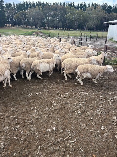 Purebred Kojak Hogget Ewes, Vendor Bred & Vaccinated, Kojonup WA - Agora Livestock listing VDPIEGK