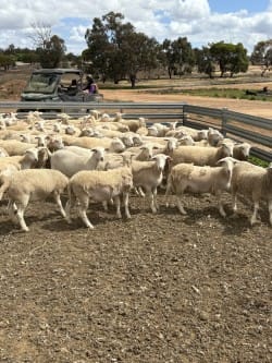 490 Purebred Ultra-White Ewe Lambs, August Drop, Kojonup WA - Agora Livestock listing NDPI2LM