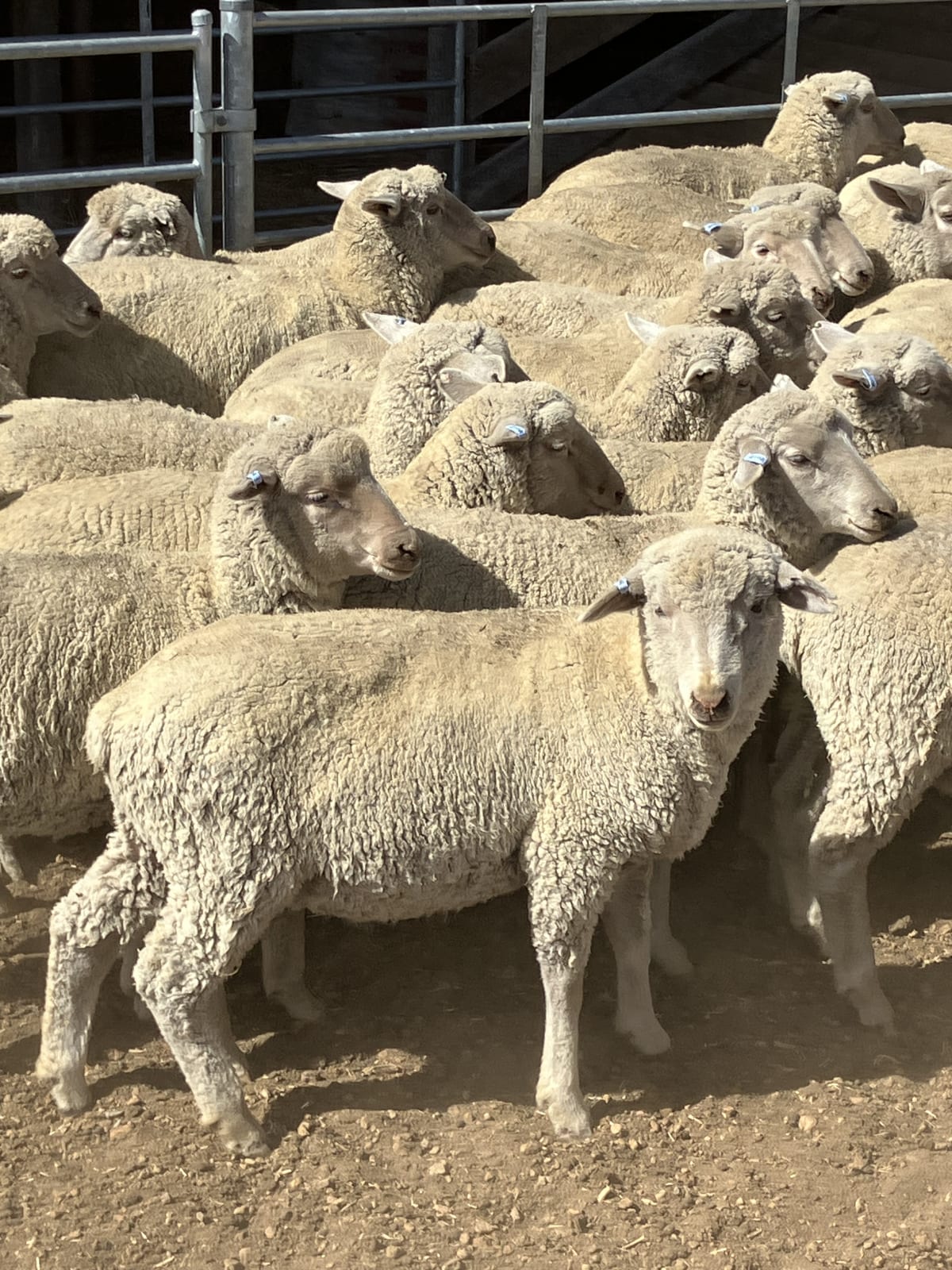 White Suffolk XBL Vendor Bred Store Lambs, 35-41kg, Kojonup WA - Agora Livestock listing R2PCOM