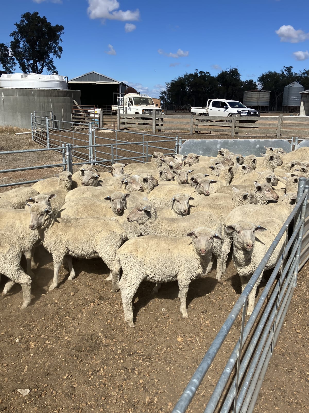 White Suffolk XBL Store Lambs, 30-36kg, Vendor Bred, Kojonup WA - Agora Livestock listing 2YXIVQ