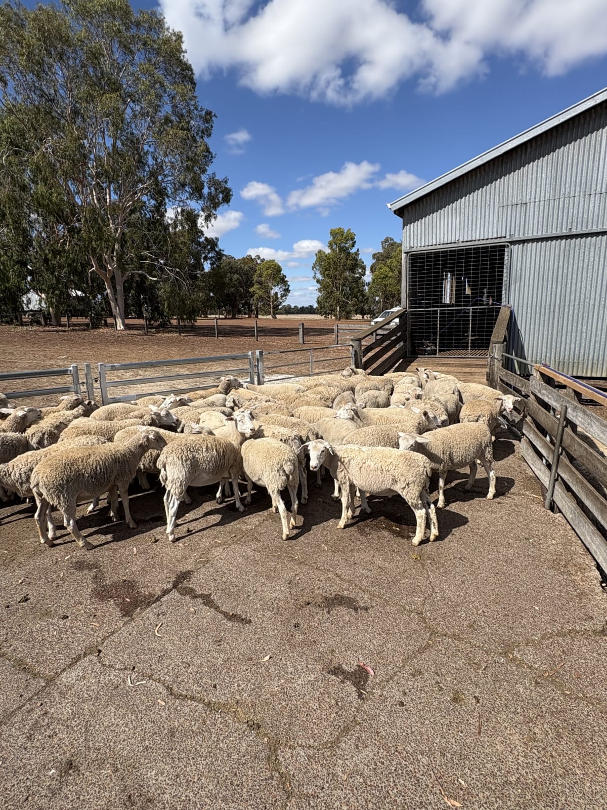 167 Crossbred Store Lambs, Mulesed & Weighed, Kojonup WA - Agora Livestock listing PZPI05Q