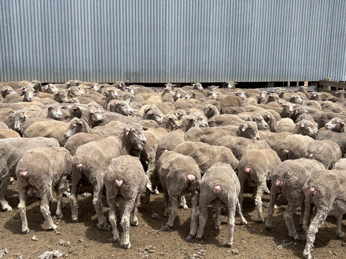 206 Purebred Merino Ewes, Red Tag 2022, Kojonup WA - Agora Livestock listing VDPI1P
