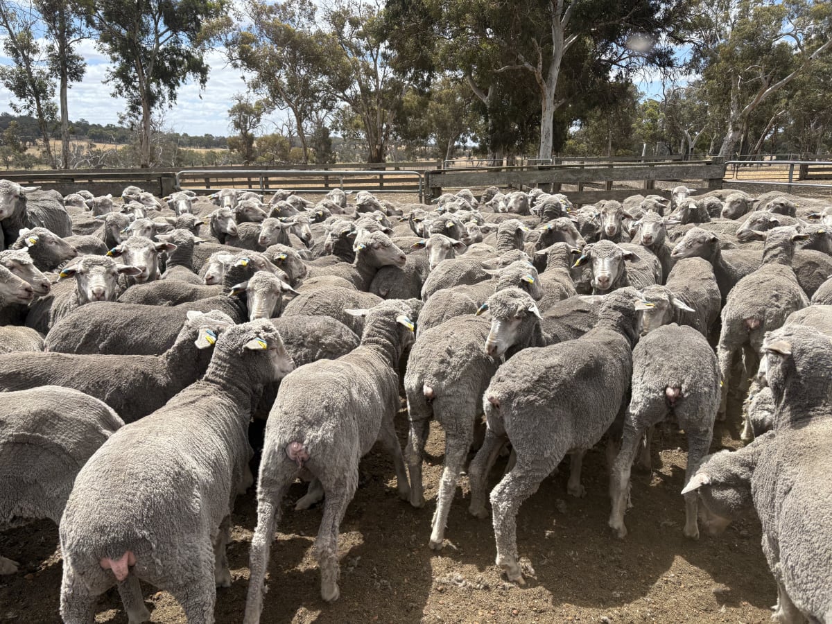 188 Purebred Angenup Merino Ewe Lambs, Blue Tag 2023, Kojonup WA - Agora Livestock listing Z0GB26