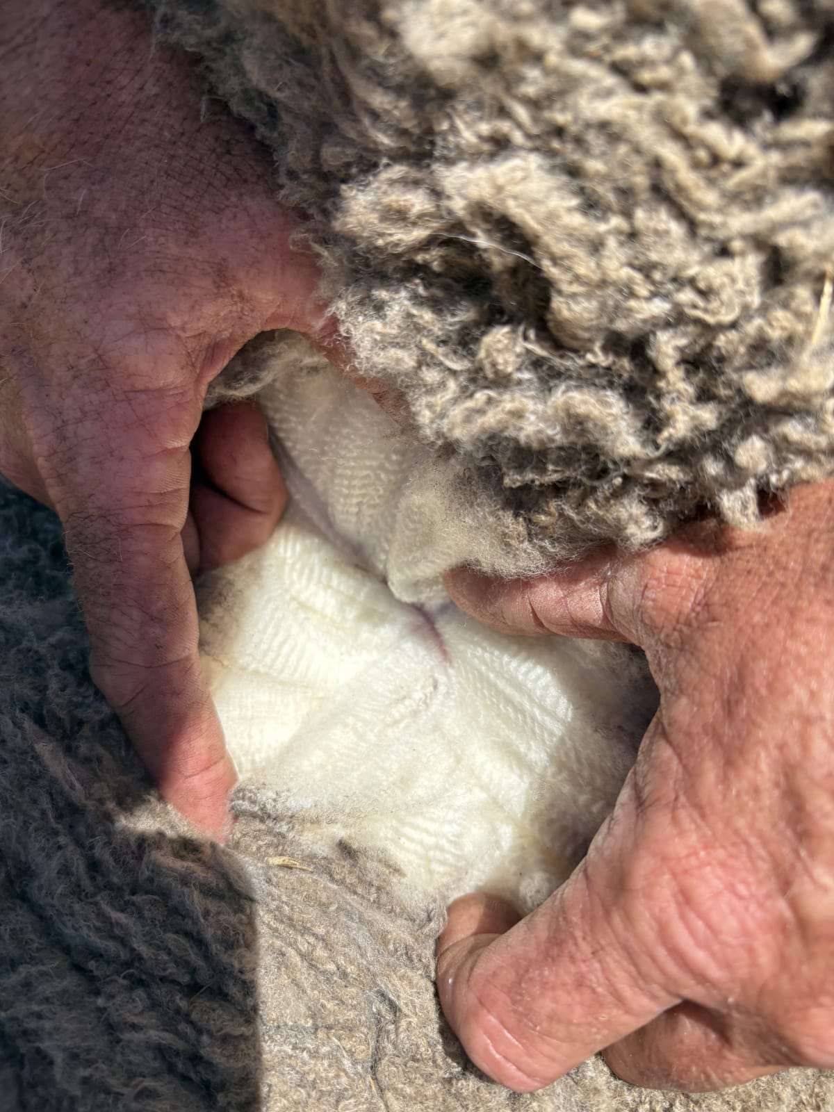 425 Purebred Merino Wether Lambs, Store, Vendor Bred, Kojonup WA - Agora Livestock listing 2YXIQYK