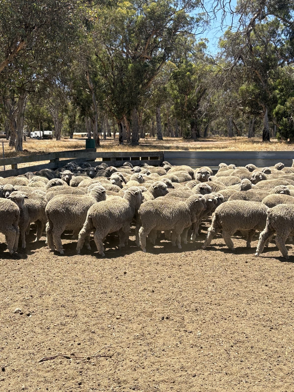 425 Purebred Merino Wether Lambs, Store, Vendor Bred, Kojonup WA - Agora Livestock listing 2YXIQYK