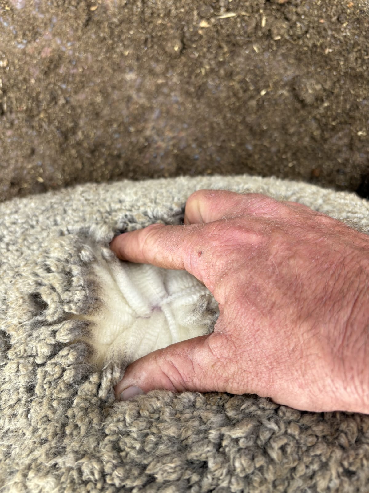 153 Purebred Merino Wether Lambs, Store, Vendor Bred, Kojonup WA - Agora Livestock listing QVPIKG5