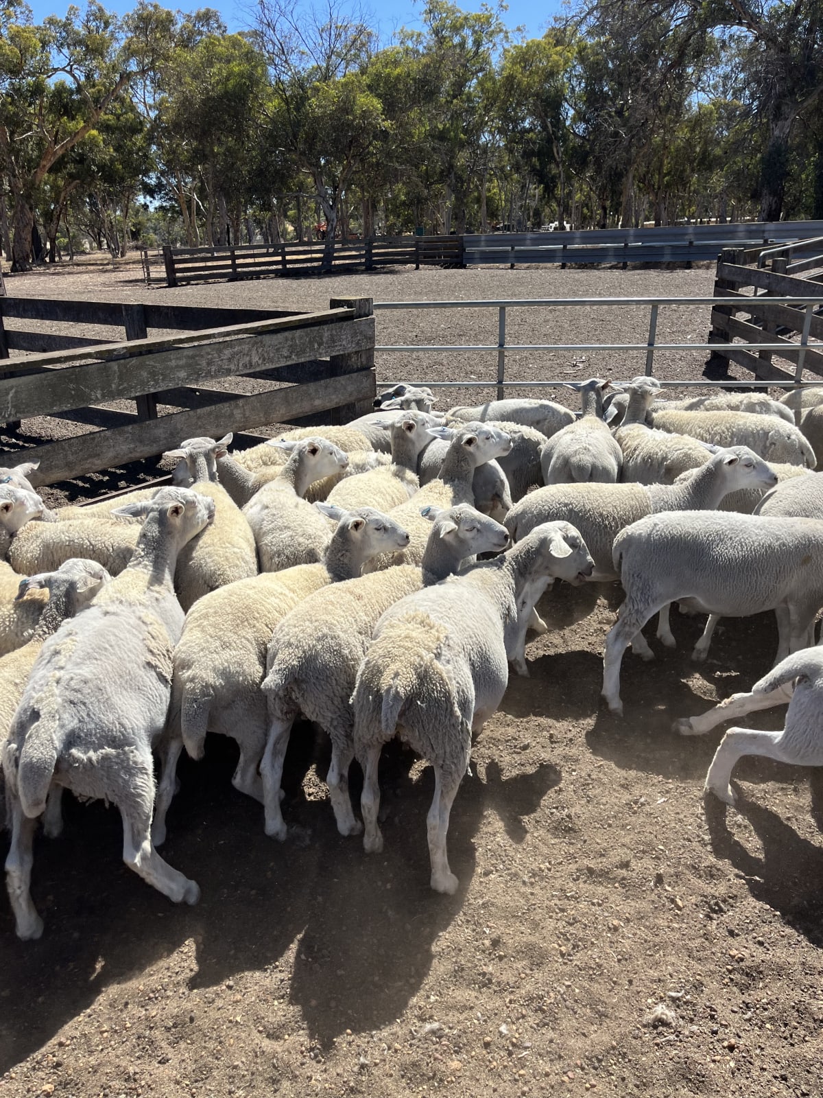 90 Purebred Kojak Store Wether Lambs, Vendor Bred, Kojonup WA - Agora Livestock listing 4Z6IWQ