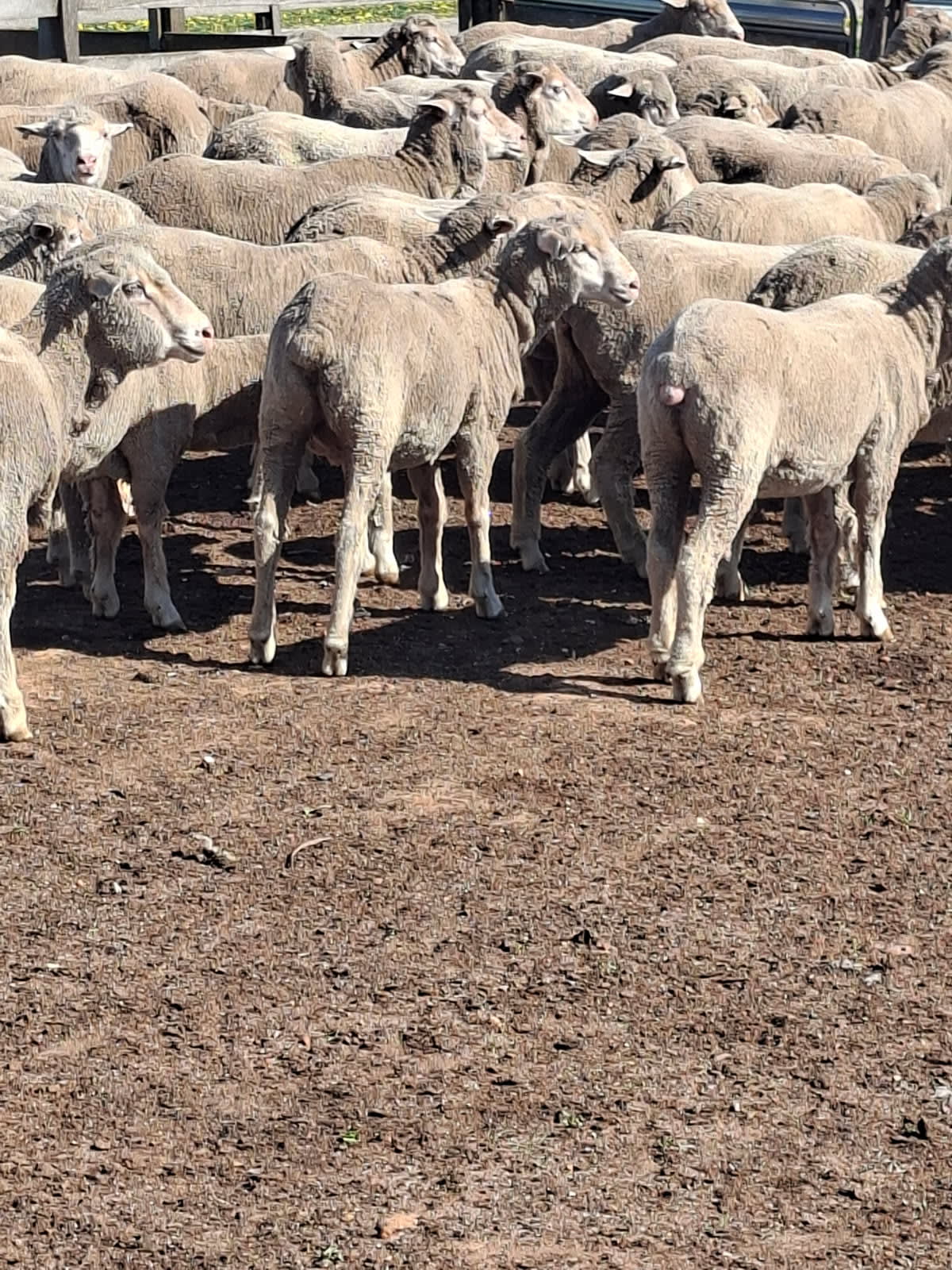 200 Purebred Merino Hogget Ewes, 20 Micron, Collinsville Blood, Great southern WA - Agora Livestock listing DVOID7K