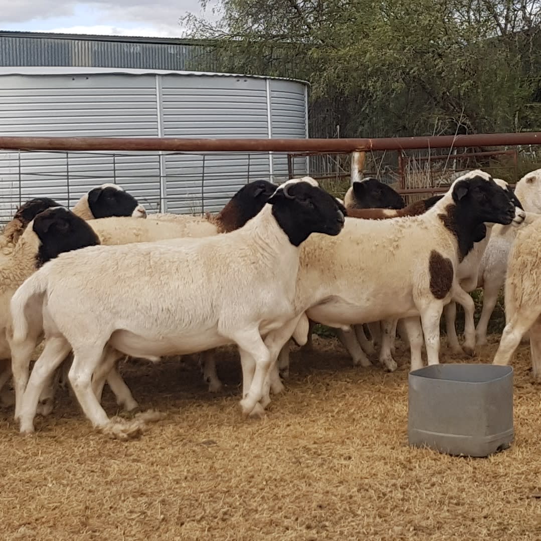 Purebred Dorper Rams, Station Bred to Merlin Studs, Duri NSW - Agora Livestock listing MKPILM