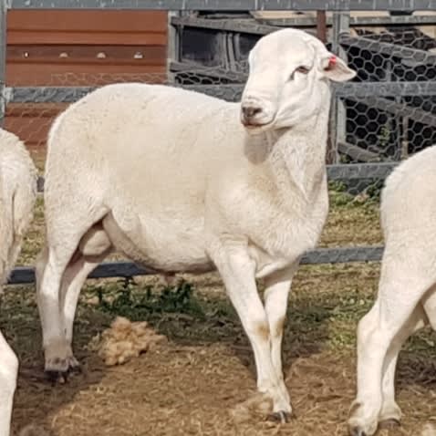 Purebred Australian White Rams, Grass-Fed Hoggets, Duri NSW - Agora Livestock listing QVPIVP