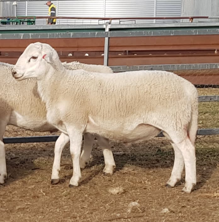 Purebred Australian White Rams, Grass-Fed Hoggets, Duri NSW - Agora Livestock listing QVPIVP