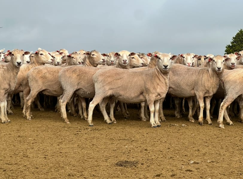 206 Purebred Composite/Merino NSM Mutton Ewes, Millicent SA - Agora Livestock listing 7NLID6K