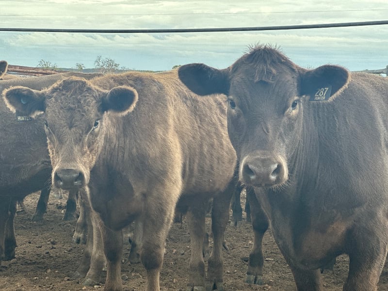37 Crossbred Weaned Steers, 11-12 Months, Millicent SA - Agora Livestock listing Y4LU5GP