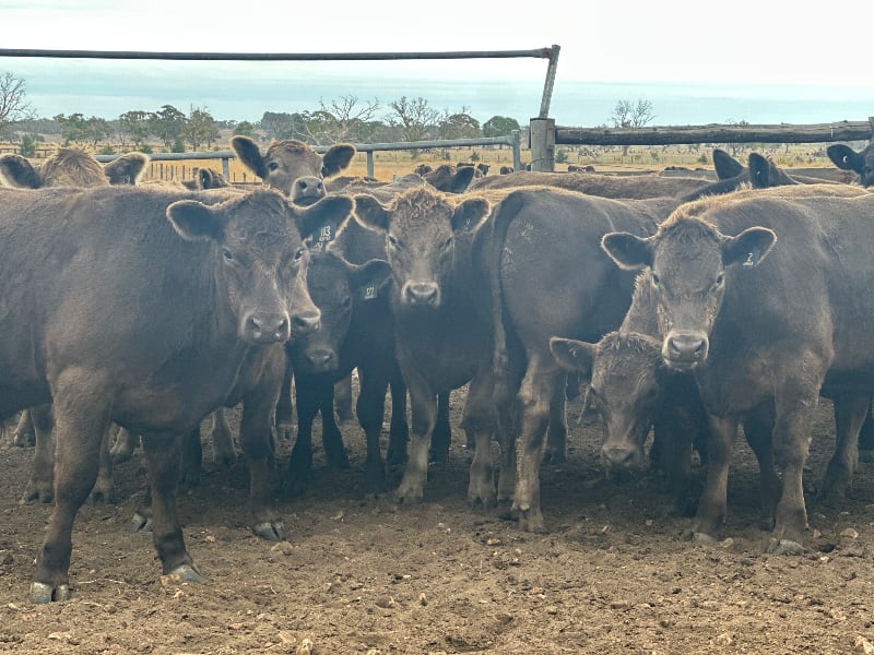 37 Crossbred Weaned Steers, 11-12 Months, Millicent SA - Agora Livestock listing Y4LU5GP
