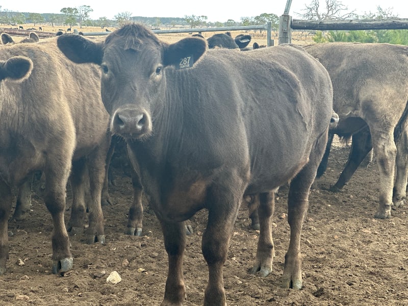 37 Crossbred Weaned Steers, 11-12 Months, Millicent SA - Agora Livestock listing Y4LU5GP