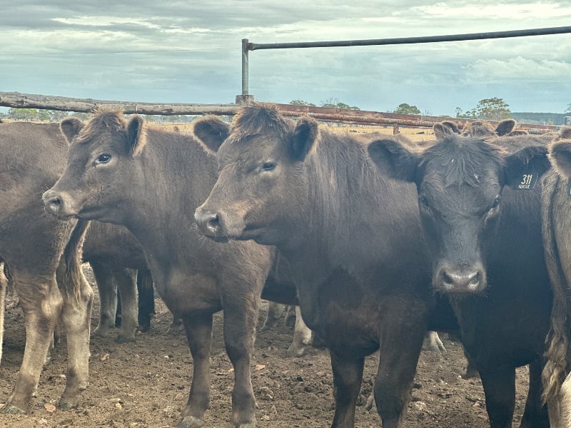 37 Crossbred Weaned Steers, 11-12 Months, Millicent SA - Agora Livestock listing Y4LU5GP