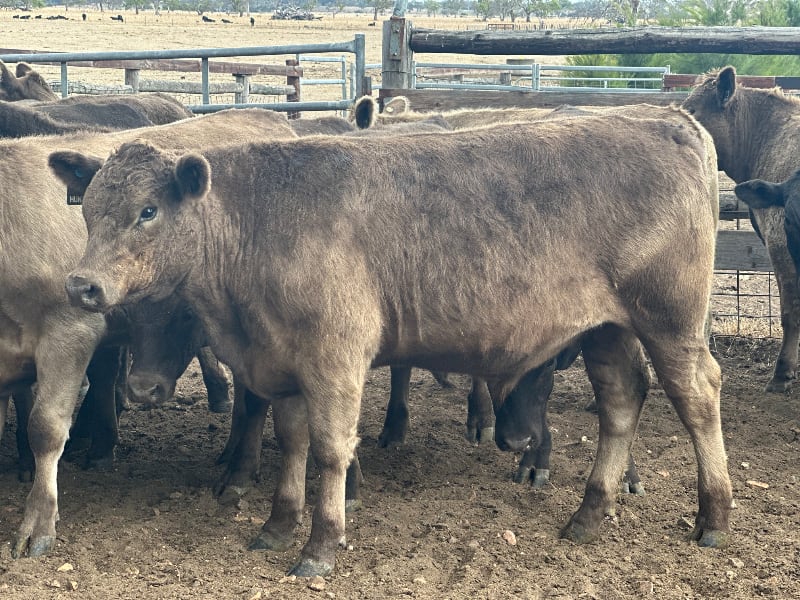 37 Crossbred Weaned Steers, 11-12 Months, Millicent SA - Agora Livestock listing Y4LU5GP