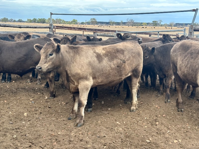 37 Crossbred Weaned Steers, 11-12 Months, Millicent SA - Agora Livestock listing Y4LU5GP