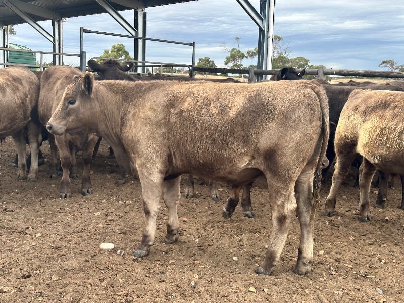 37 Crossbred Weaned Steers, 11-12 Months, Millicent SA - Agora Livestock listing Y4LU5GP