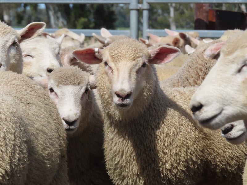 Composite Ewe Lambs — Future Breeders, White Tag 2025, Millicent SA - Agora Livestock listing QVPILVO