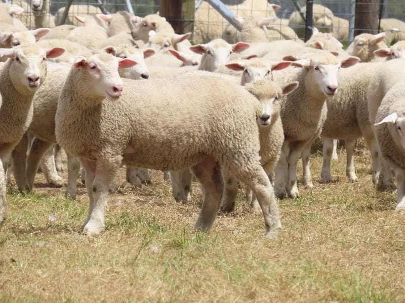 Composite Ewe Lambs — Future Breeders, White Tag 2025, Millicent SA - Agora Livestock listing QVPILVO