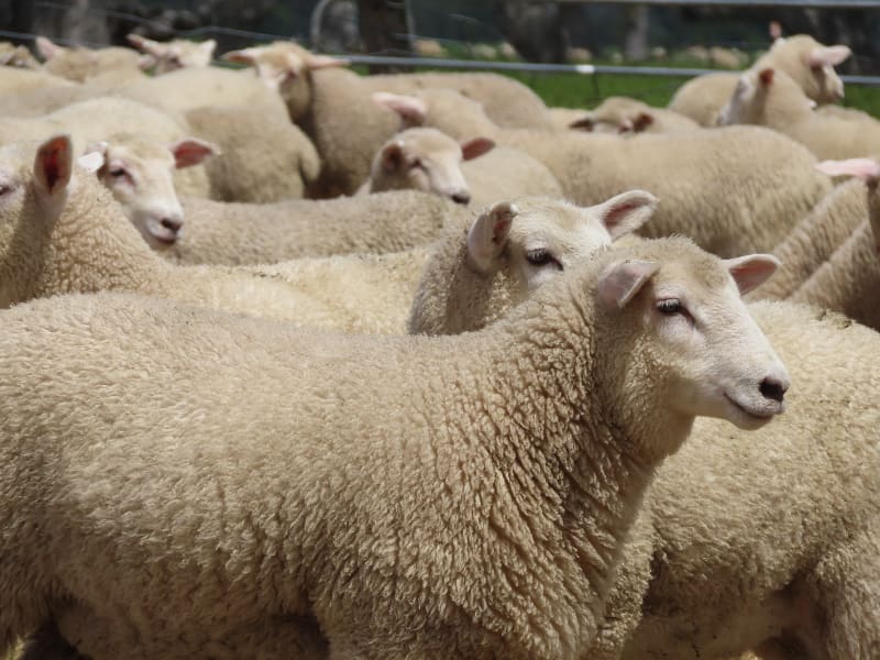Composite Ewe Lambs — Future Breeders, White Tag 2025, Millicent SA - Agora Livestock listing QVPILVO