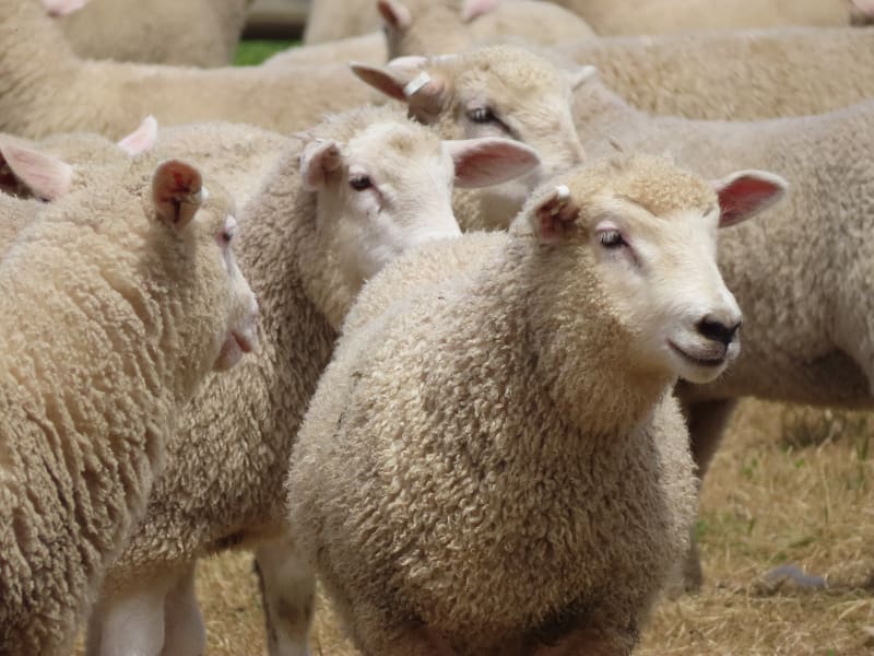 Composite Ewe Lambs — Future Breeders, White Tag 2025, Millicent SA - Agora Livestock listing QVPILVO