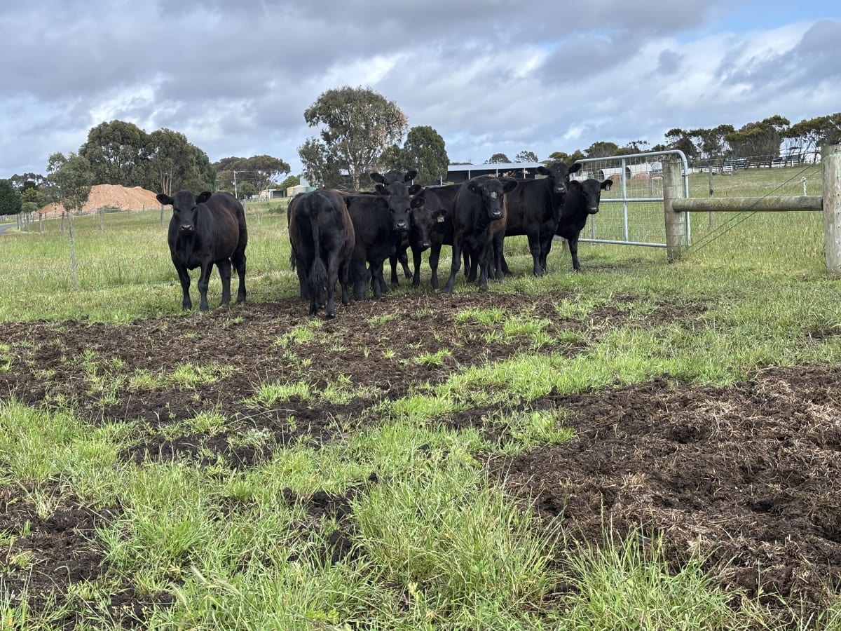 Purebred Angus Heifers, Francs Blood, Weaned, Queenscliff VIC - Agora Livestock listing 2YXIKP0