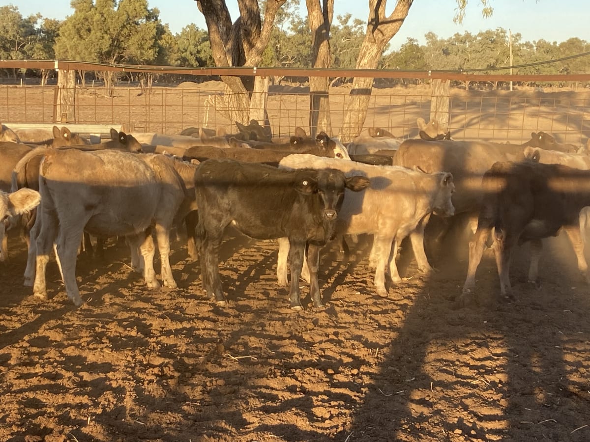 124 Station Mated Cows with 63 Calves at Foot, Hebel QLD - Agora Livestock listing 01KA0NV