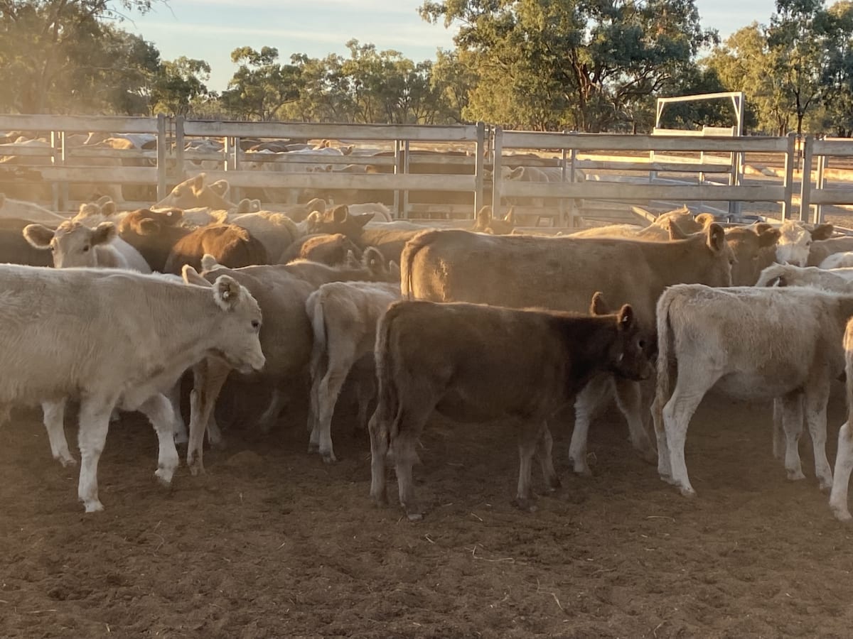 124 Station Mated Cows with 63 Calves at Foot, Hebel QLD - Agora Livestock listing 01KA0NV