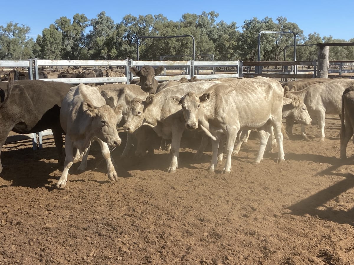 124 Station Mated Cows with 63 Calves at Foot, Hebel QLD - Agora Livestock listing 01KA0NV