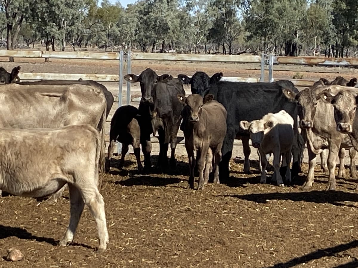 124 Station Mated Cows with 63 Calves at Foot, Hebel QLD - Agora Livestock listing 01KA0NV