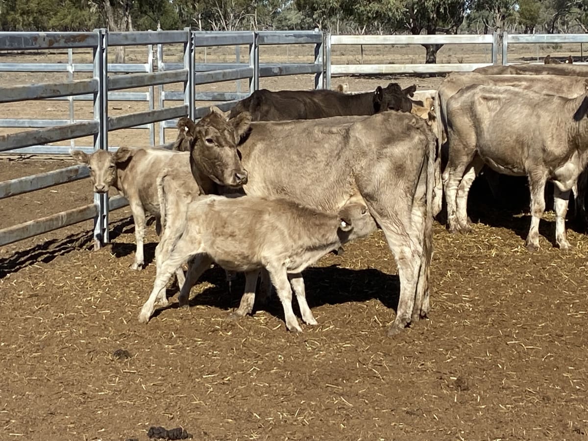 124 Station Mated Cows with 63 Calves at Foot, Hebel QLD - Agora Livestock listing 01KA0NV