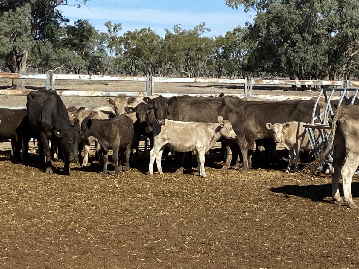 124 Station Mated Cows with 63 Calves at Foot, Hebel QLD - Agora Livestock listing 01KA0NV