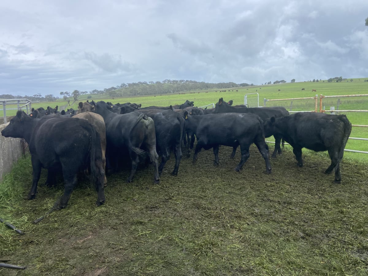 35 PTIC Angus & Crossbred Breeders, Calving June, Back Valley SA - Agora Livestock listing 7NLIDPN