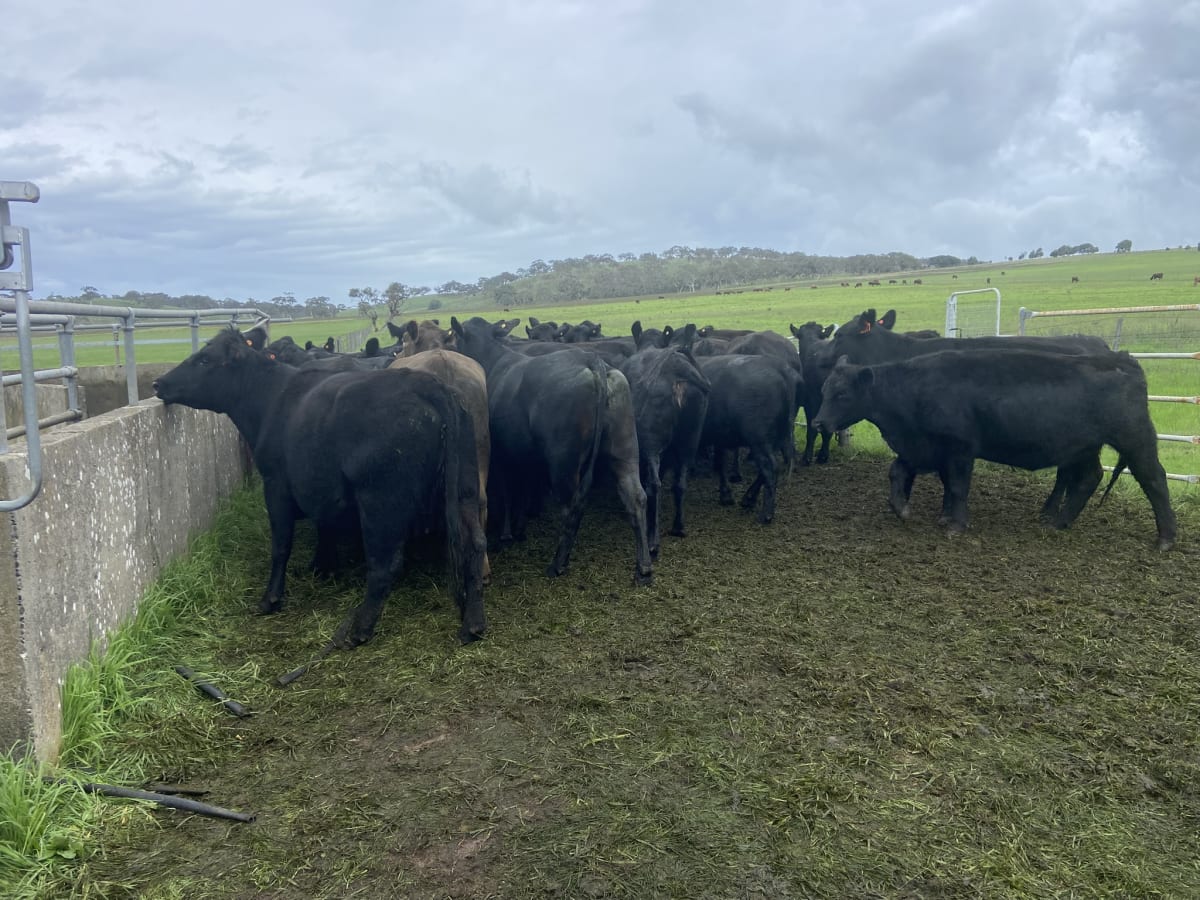 35 PTIC Angus & Crossbred Breeders, Calving June, Back Valley SA - Agora Livestock listing 7NLIDPN