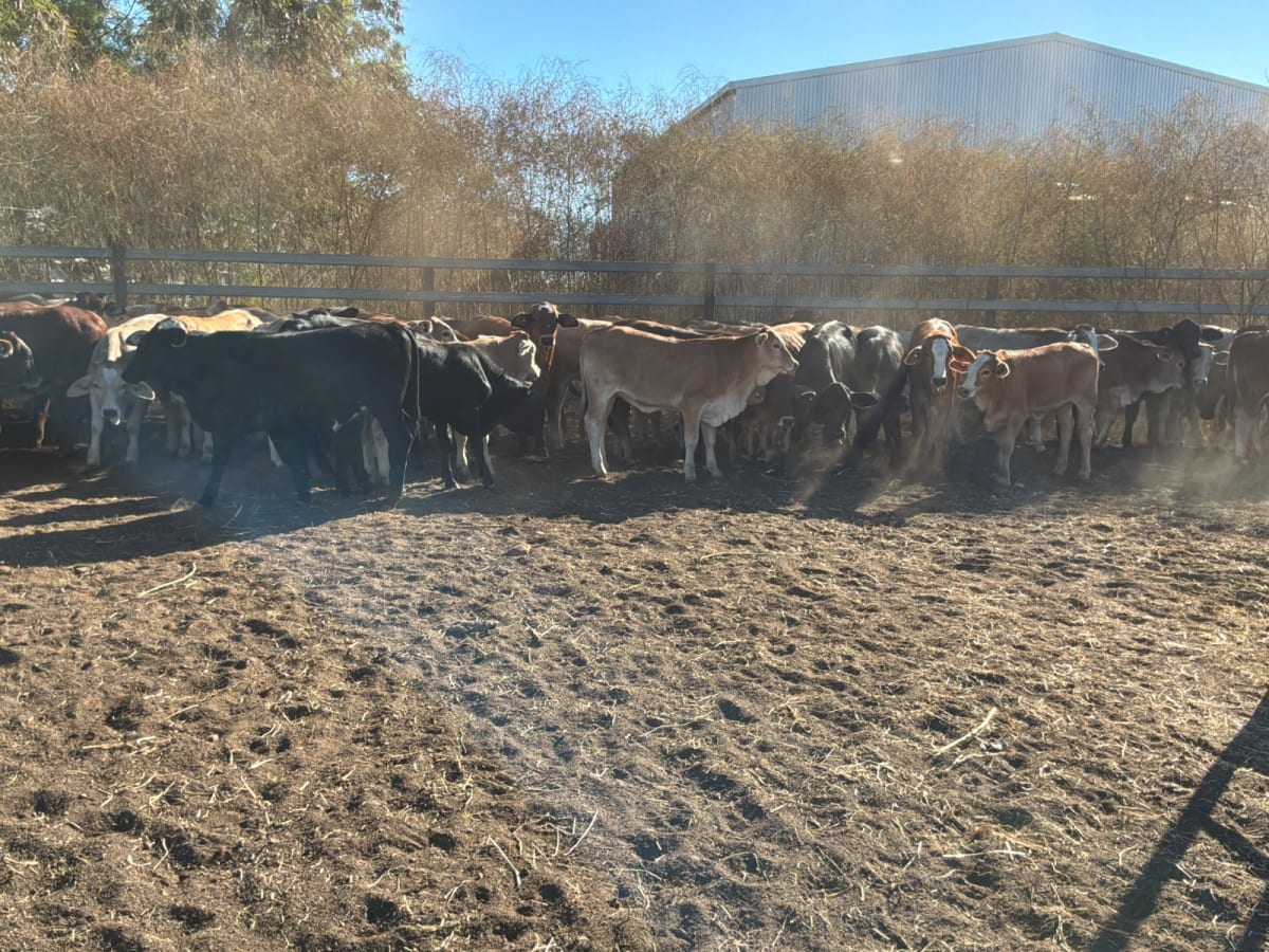 126 Weaner Brahman X Heifers, Vendor Bred & HGP-Free, Croydon QLD - Agora Livestock listing 3QOIO7R