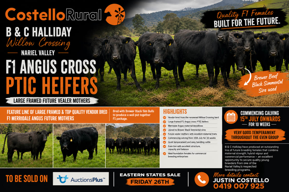 20 PTIC F1 Angus X Heifers, Breeding A+, Corryong VIC - Agora Livestock listing GDMILXD