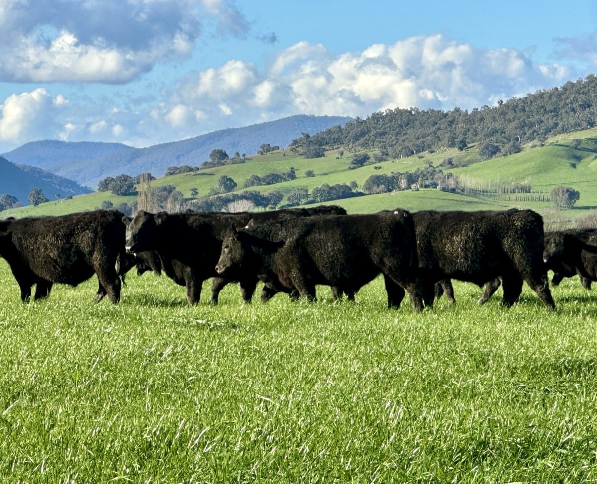 82 Purebred Angus Weaner Steers, EU Accredited, Corryong VIC - Agora Livestock listing 7NLID1N
