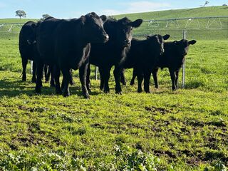 4 Purebred Angus Cows & Calves (AuctionsPlus), Tooma NSW - Agora Livestock listing QVPIL4N